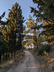 road in the forest,trees