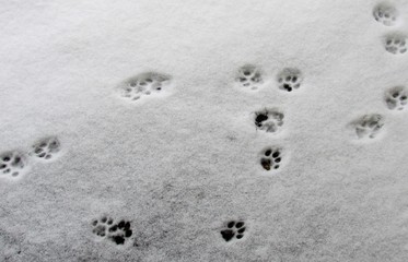Paw prints from a cat seen in the snow after a storm