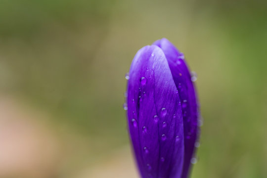 Detail of crocus flowers with blurred background. Narrow depth of field. 