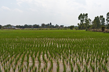 Fototapeta na wymiar Rice Field at Mae Chan, North Thailand, Asia