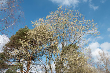 Blühende Bäume im Wald zur Frühlingszeit