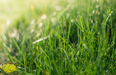 Spring or summer and grass field with sunny background. Natural background.