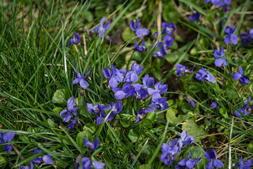 Blühende Duftveilchen Viola odorata Märzveilchen Frühjahr im Februar März 