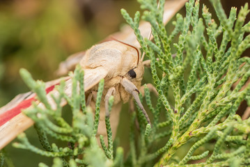 Big Poplar Sphinx (Pachysphinx occidentalis) is large and quick Moth  at home in the wild and domesticated West. 