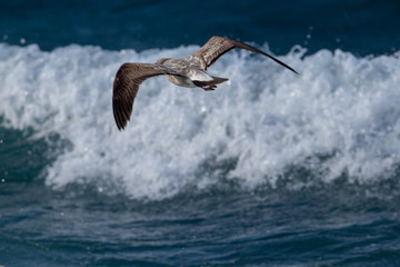 Seagull is hunting on the wave