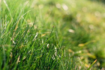 Spring or summer and grass field with sunny background. Natural background.