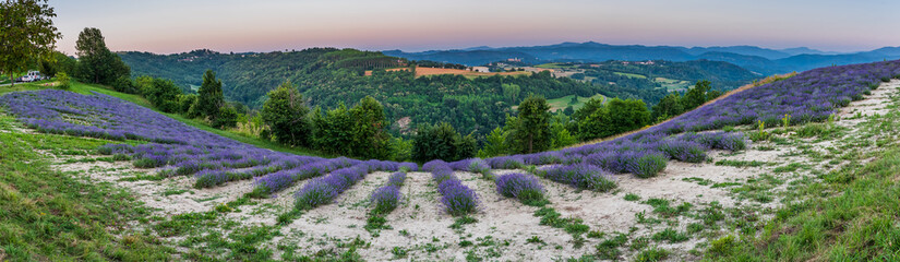 Lavander fields in Piedmont