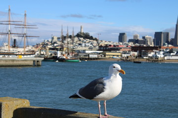 seagull on bridge