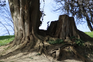 Trees in an urban park