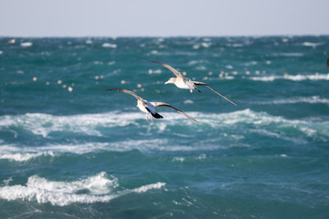 dynamic flying seagull on the sky