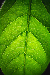 Close up macro leaf pattern texture