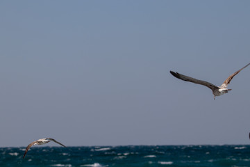 dynamic flying seagull on the sky