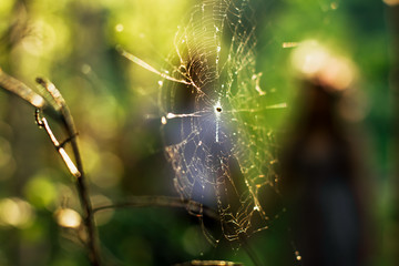 spider on the web