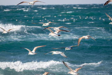 dynamic flying seagull on the sky