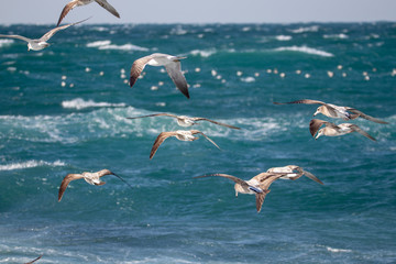 dynamic flying seagull on the sky