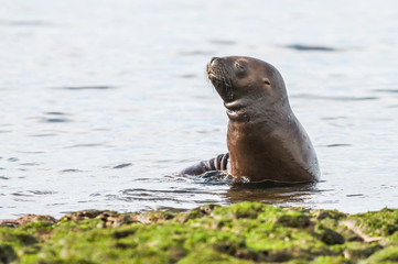 Obraz premium Sea Lion baby, Peninsula Valdes, Heritage Site, Patagonia, Argentina