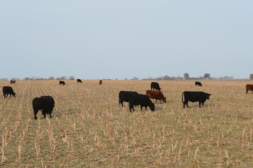 Cattle in Argentine countryside, Pampas, Argentina