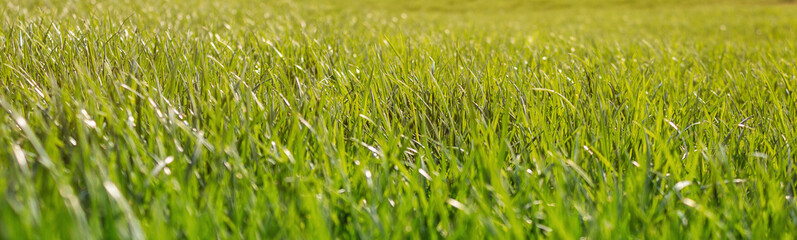 Beautiful green grass lawn for landscape design.