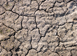 Green grass growing from cracked dry ground.