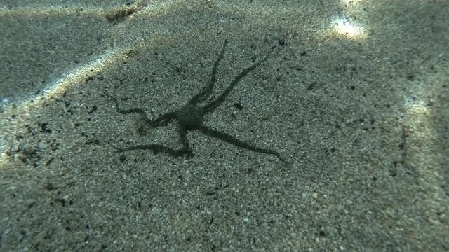 Brittlestar walks along the sandy seabed. Underwater shot. Mediterranean Sea, Europe.