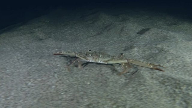 Swimming Crab run along the sandy seabed and hides in the sand in the night. Gray swimming crab (Portunus hastatus) Underwater shot. Mediterranean Sea, Europe.