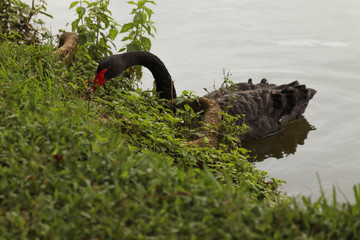 swan on lake