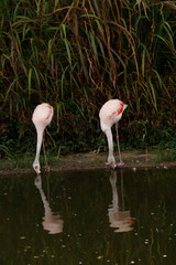 flamingo in zoo