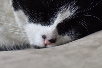 sleeping cat