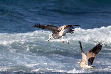 dynamic flying seagull on the sky