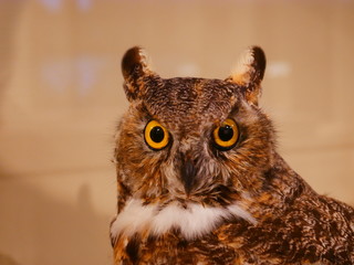 portrait of an owl