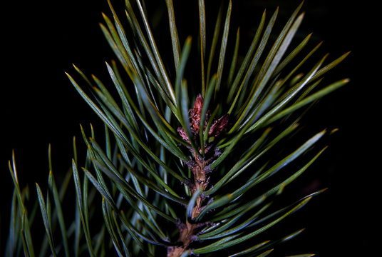 pine branch close at night