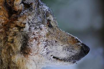 Portrait of wolf in winter forest