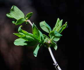 young leaves on a tree branch on a dark background © Hanna