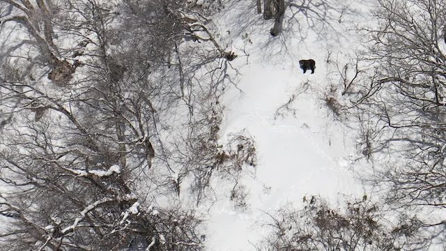 Japanese Serow Kamoshika Footprints Climbing on Steep Snowy Mountain Animal Turns Head in  in