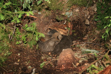 Wolf lair with pack of little wolves cubs under the root of tree in forest