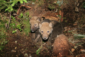 Wolf lair with pack of little wolves cubs under the root of tree in forest