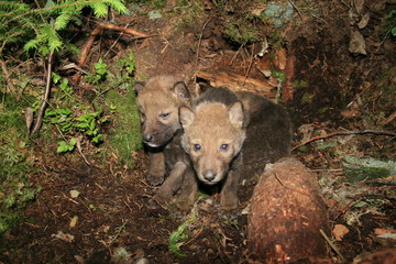 Obraz premium Wolf lair with pack of little wolves cubs under the root of tree in forest
