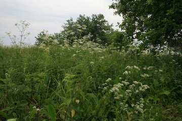 Wolf lair with pack of little wolves cubs under the root of tree in forest