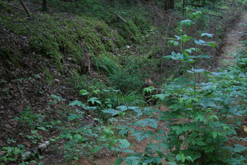 Obraz premium Wolf lair with pack of little wolves cubs under the root of tree in forest