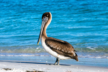 Pelican at the Beach