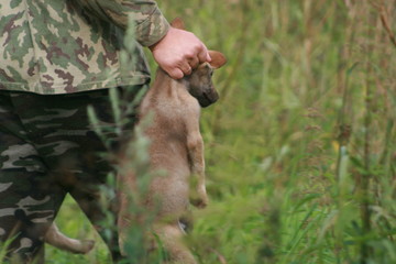 Man take in right hand young little wolf cub in forest