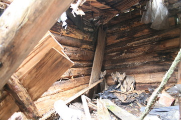 Wolf lair with 3 wolves cubs in abandoned house in Chernobyl zone