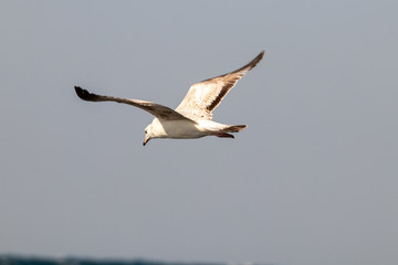 dynamic flying seagull on the sky