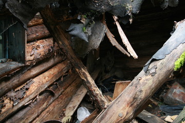 Wolf lair with 3 wolves cubs in abandoned house in Chernobyl zone