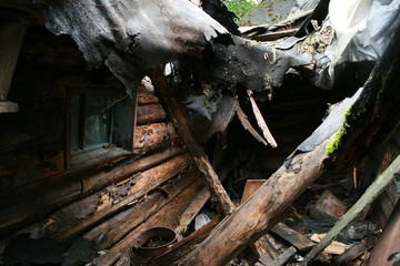 Wolf lair with 3 wolves cubs in abandoned house in Chernobyl zone