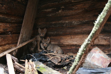 Wolf lair with 3 wolves cubs in abandoned house in Chernobyl zone