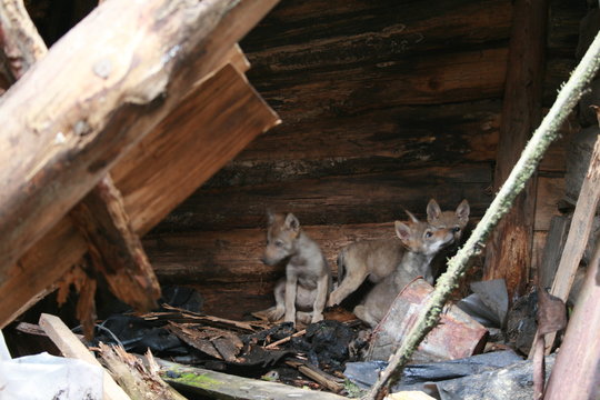 Wolf lair with 3 wolves cubs in abandoned house in Chernobyl zone