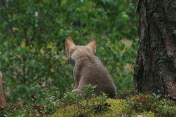 Young wolf cub in pine forest at summer