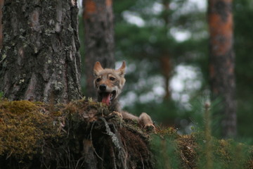 Naklejka na ściany i meble Young wolf cub in pine forest at summer