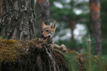 Young wolf cub in pine forest at summer